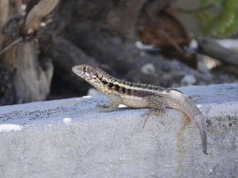 Imagem de Leiocephalus psammodromus Barbour 1920