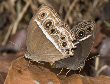 Imagem de Mycalesis mineus Linnaeus 1858