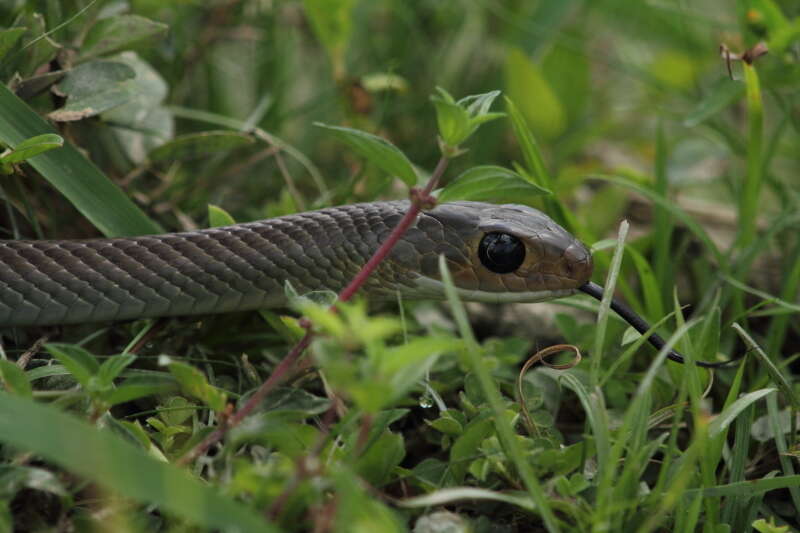 Image of Chinese Ratsnake