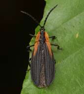 Sivun Lyconotus lateralis (Melsheimer 1846) kuva