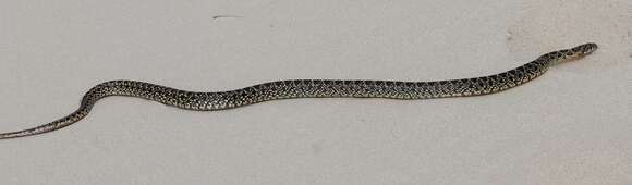 Image of Horseshoe Whip Snake