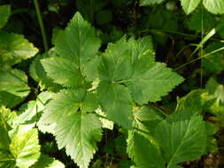 Imagem de Aegopodium latifolium Turcz.