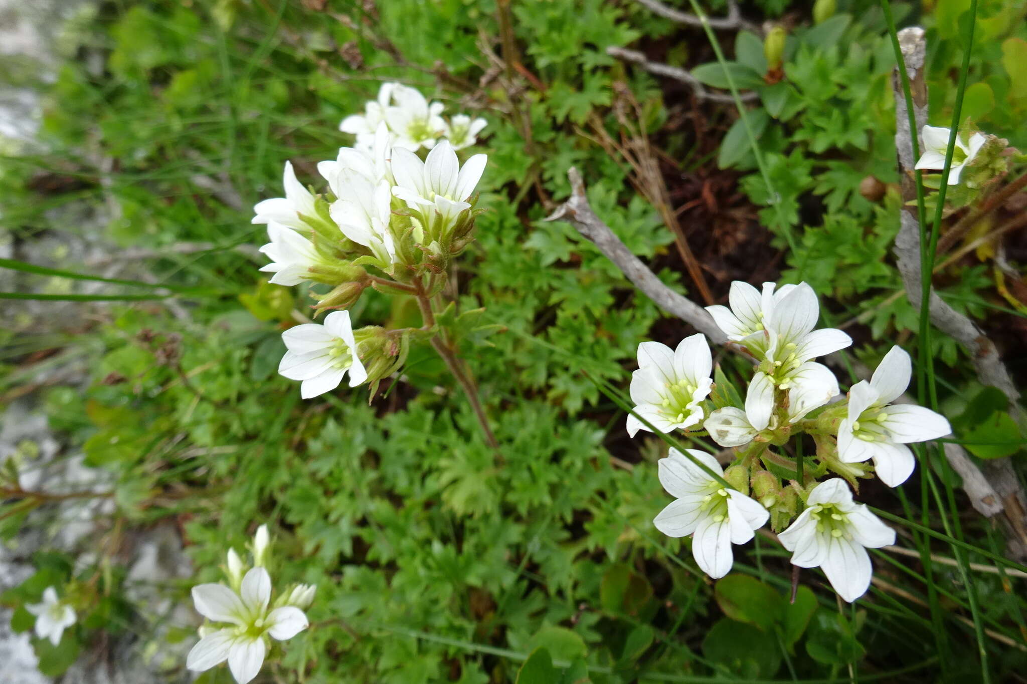 Imagem de Saxifraga geranioides L.