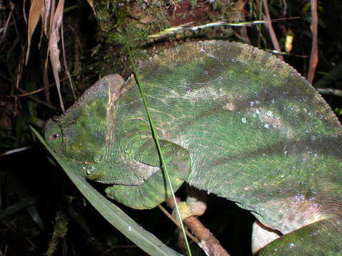 Image of Parson’s chameleon