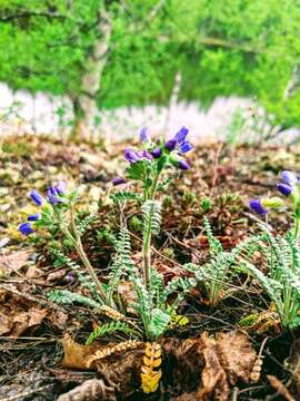 Image de Polemonium pulcherrimum subsp. lindleyi (Wherry) V. Grant