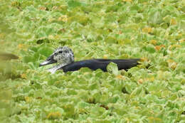 Image de Canard sylvicole