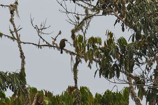 Image of Golden-collared Toucanet