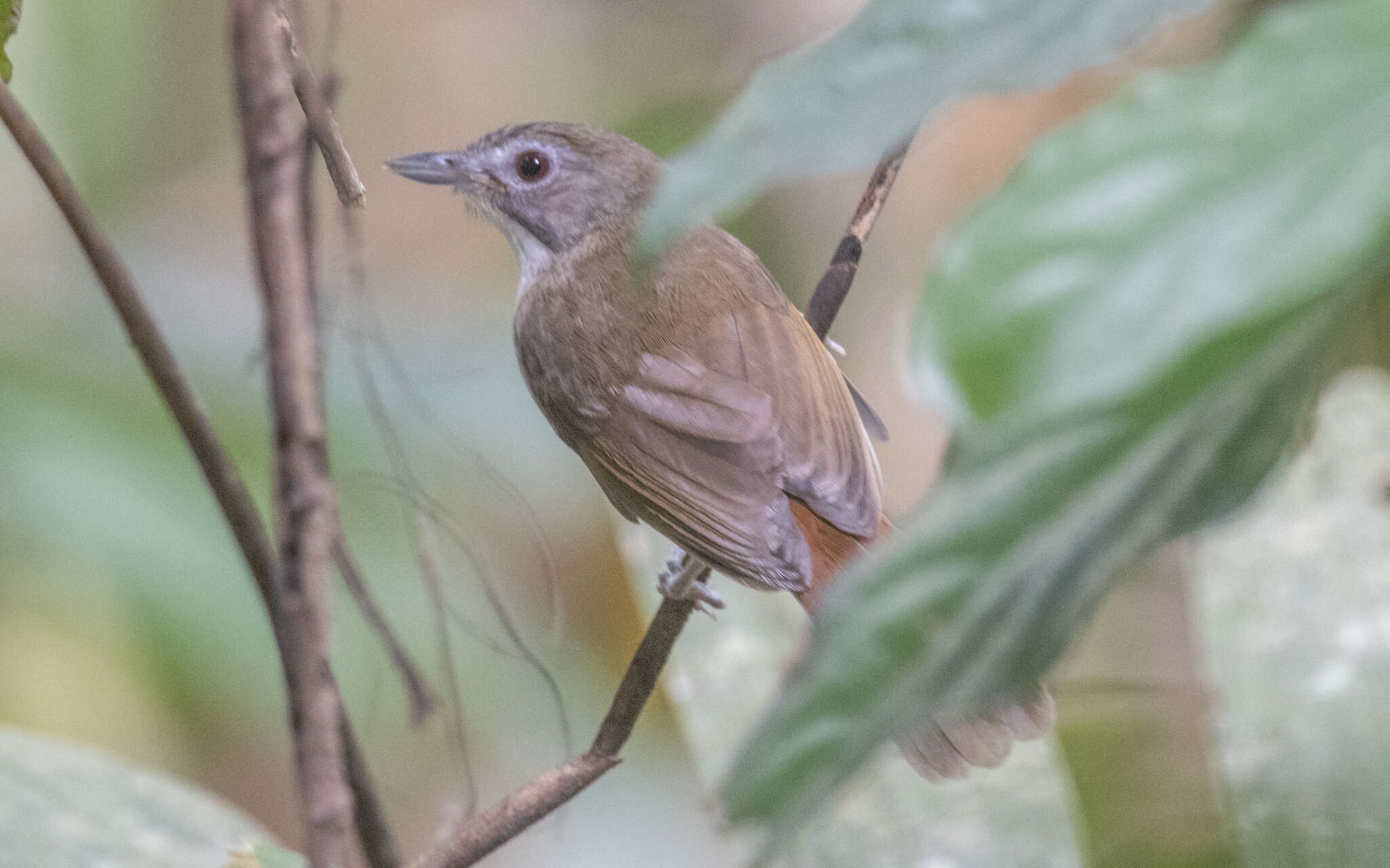 Image of Moustached Babbler