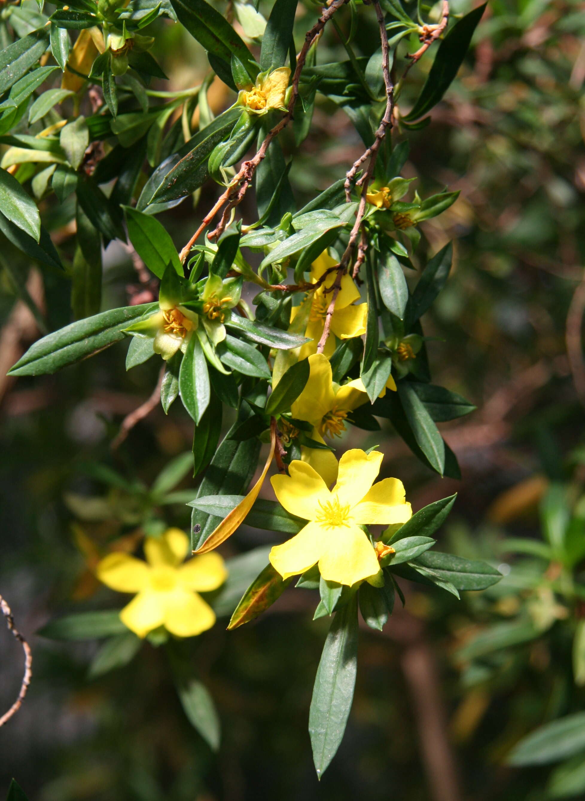 Image of Hibbertia cuneiformis (Labill.) Smith