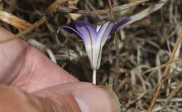 Sivun Brodiaea jolonensis Eastw. kuva