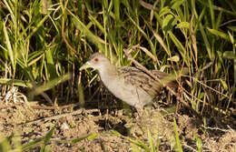 Image of Ash-throated Crake