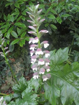 Imagem de Acanthus mollis L.