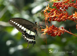 Image of Malabar Banded Swallowtail