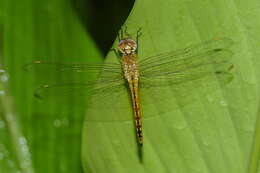 Image of Rainpool Gliders