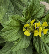 Imagem de Geum macrophyllum var. perincisum (Rydb.) Raup