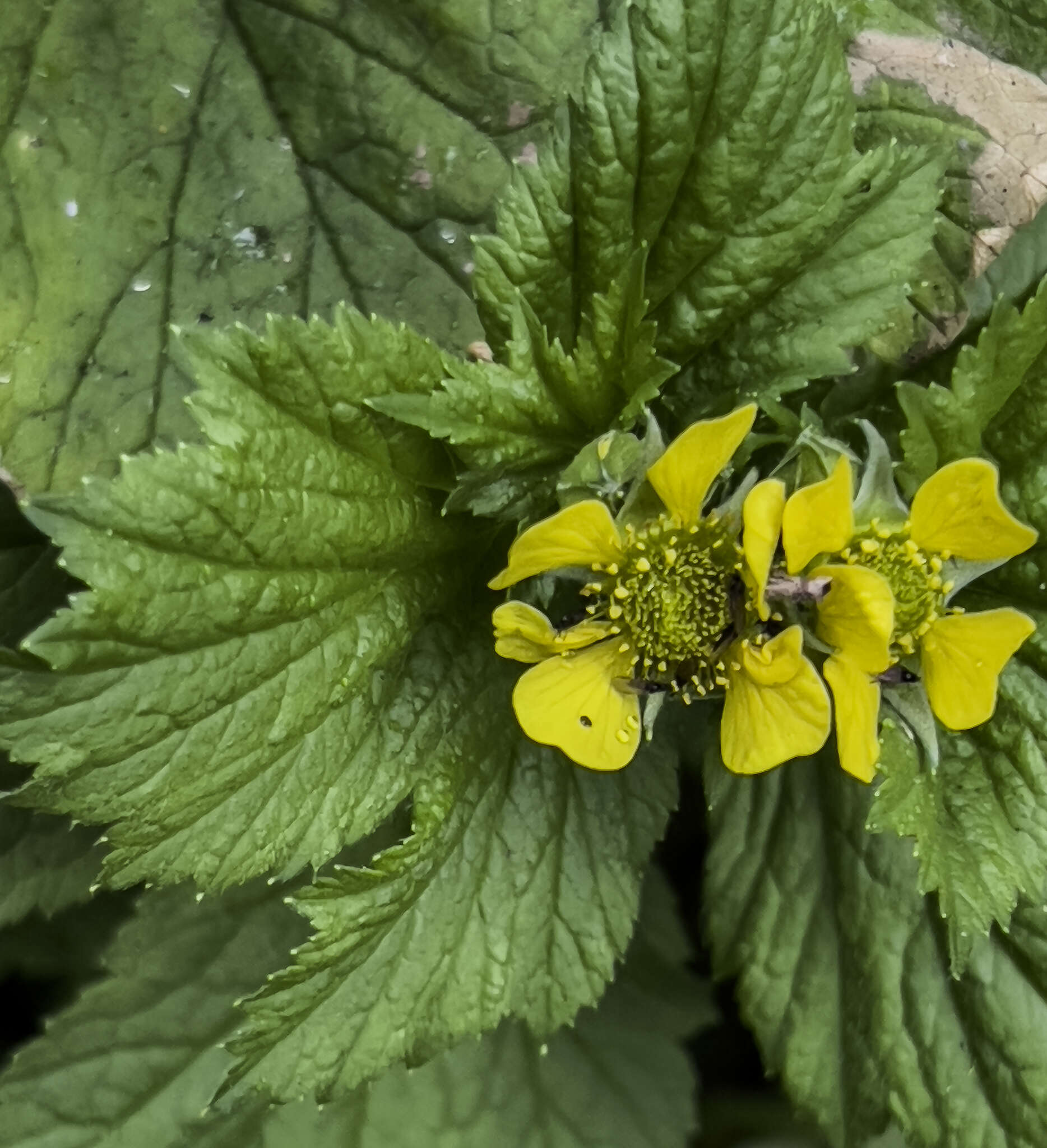 Imagem de Geum macrophyllum var. perincisum (Rydb.) Raup