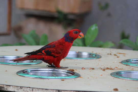 Image of Violet-necked Lory