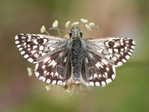 Image of Grizzled skipper