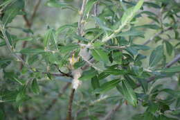 Sivun Salix alaxensis (Anderss.) Coville kuva