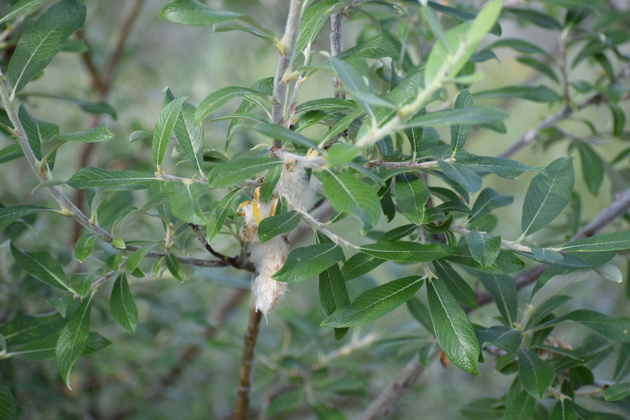 Image de Salix alaxensis (Anderss.) Coville