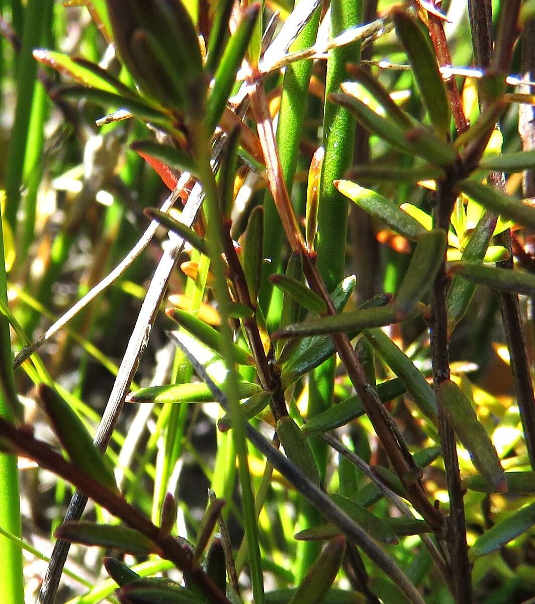 Plancia ëd Hibbertia pustulata Toelken