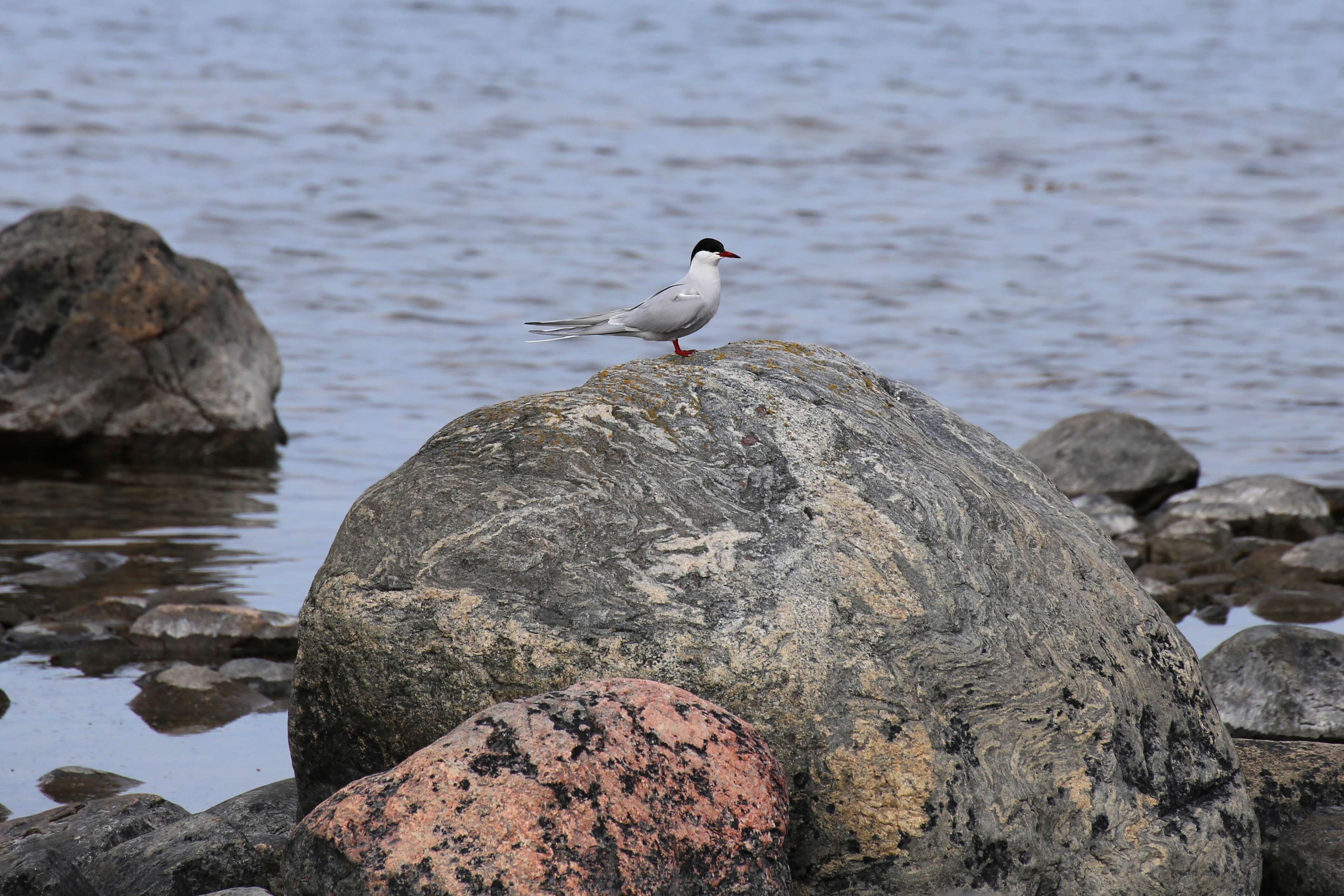 Image of Common Tern