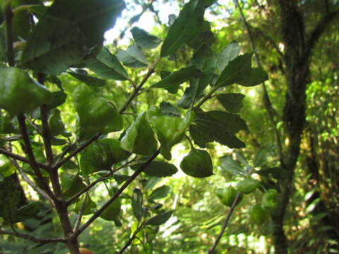 Image of Crinodendron brasiliense Reitz & L. B. Smith