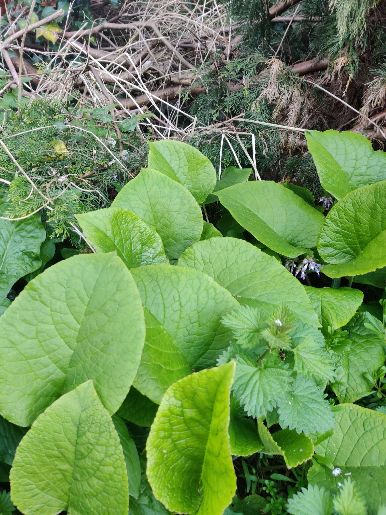 Слика од Trachystemon orientalis (L.) G. Don