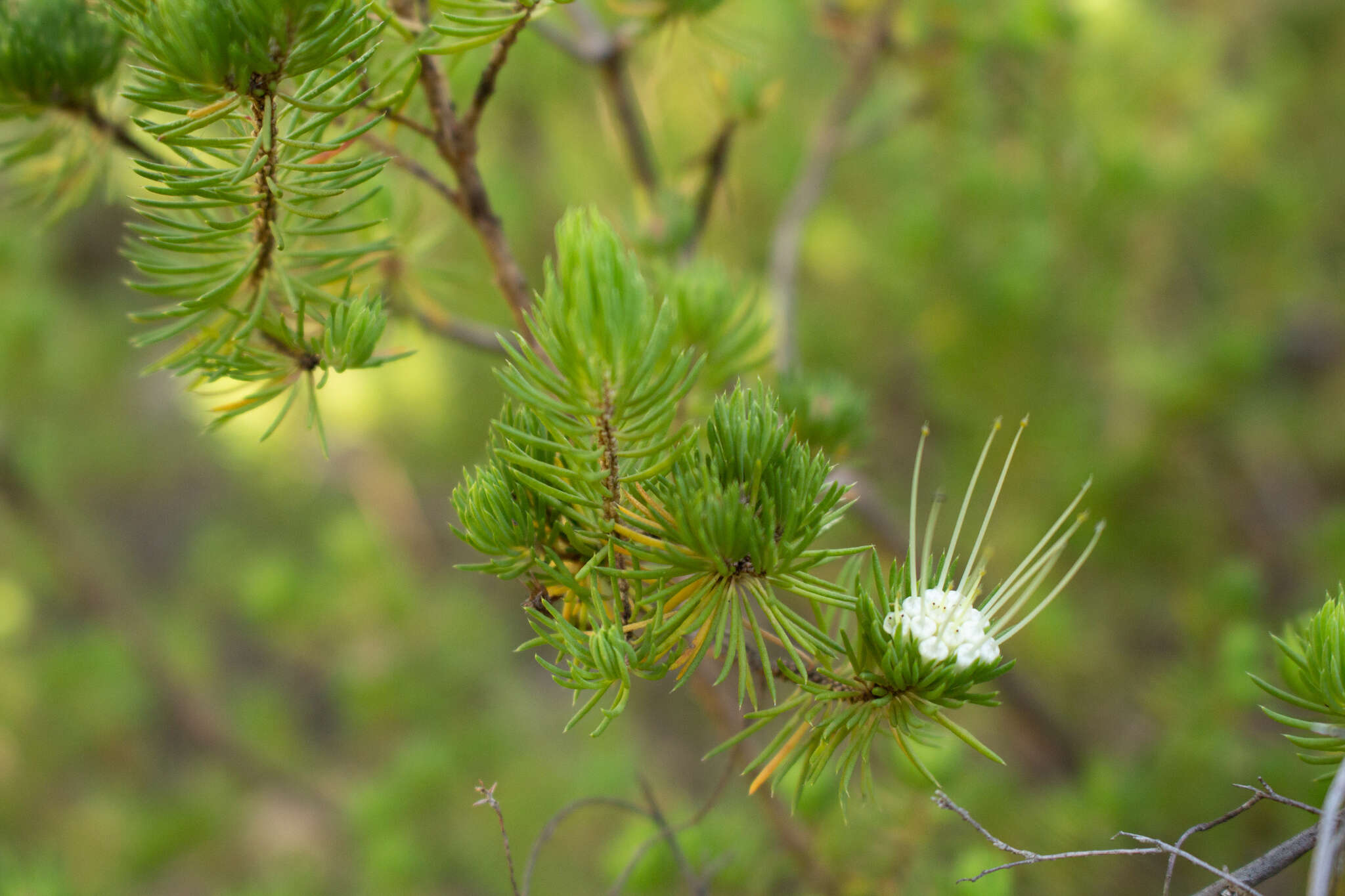 Image of Darwinia fascicularis Rudge