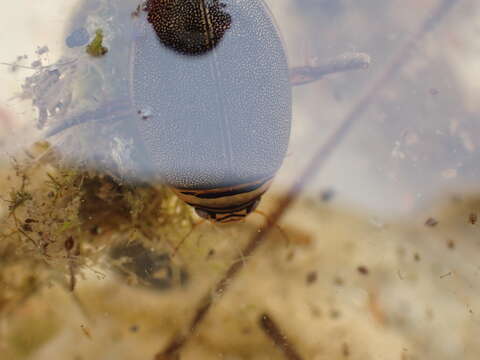 Image of Graphoderus perplexus Sharp 1882