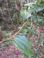 Smilax anceps Willd. resmi