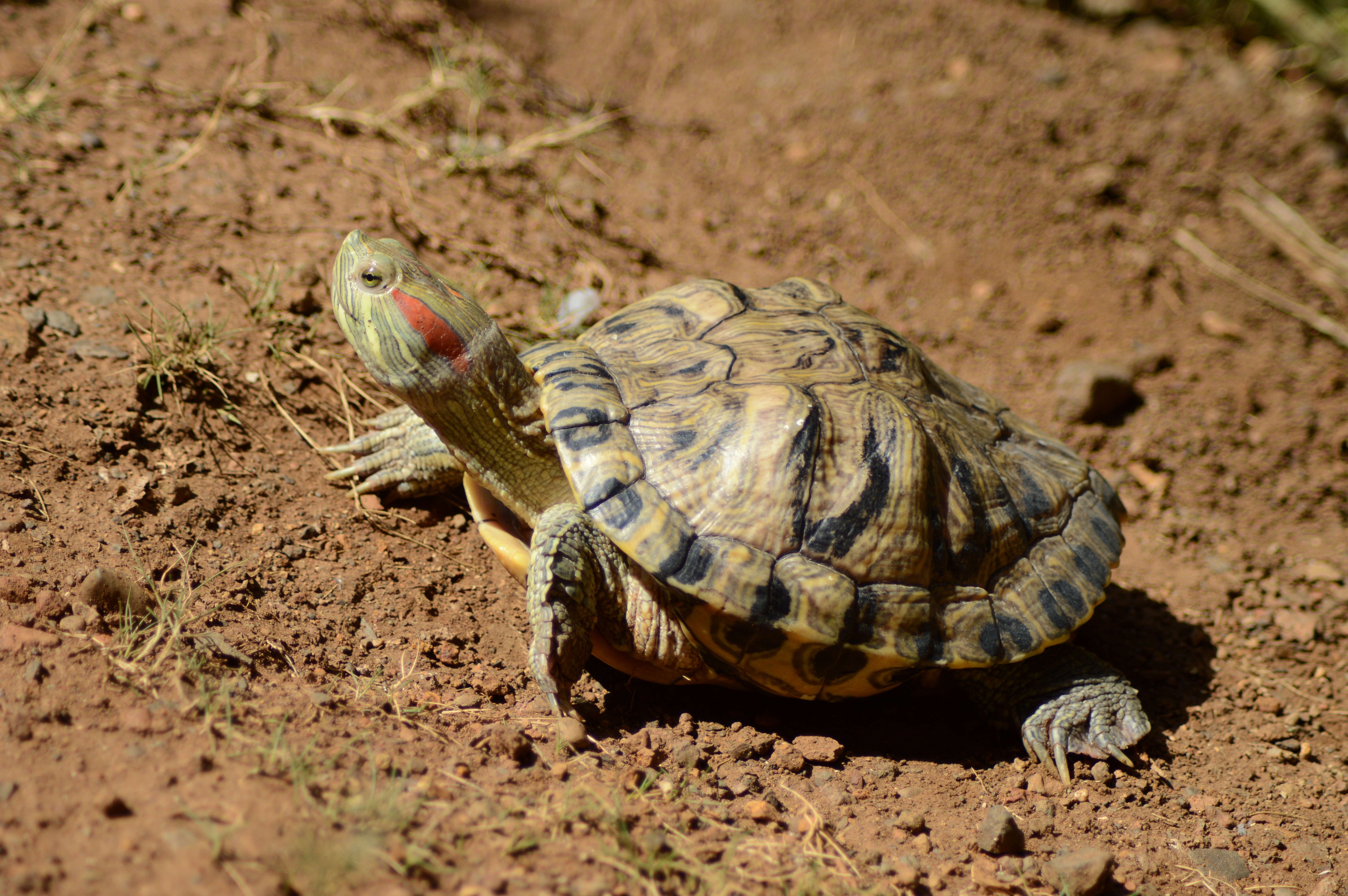 Image of slider turtle, red-eared terrapin, red-eared slider