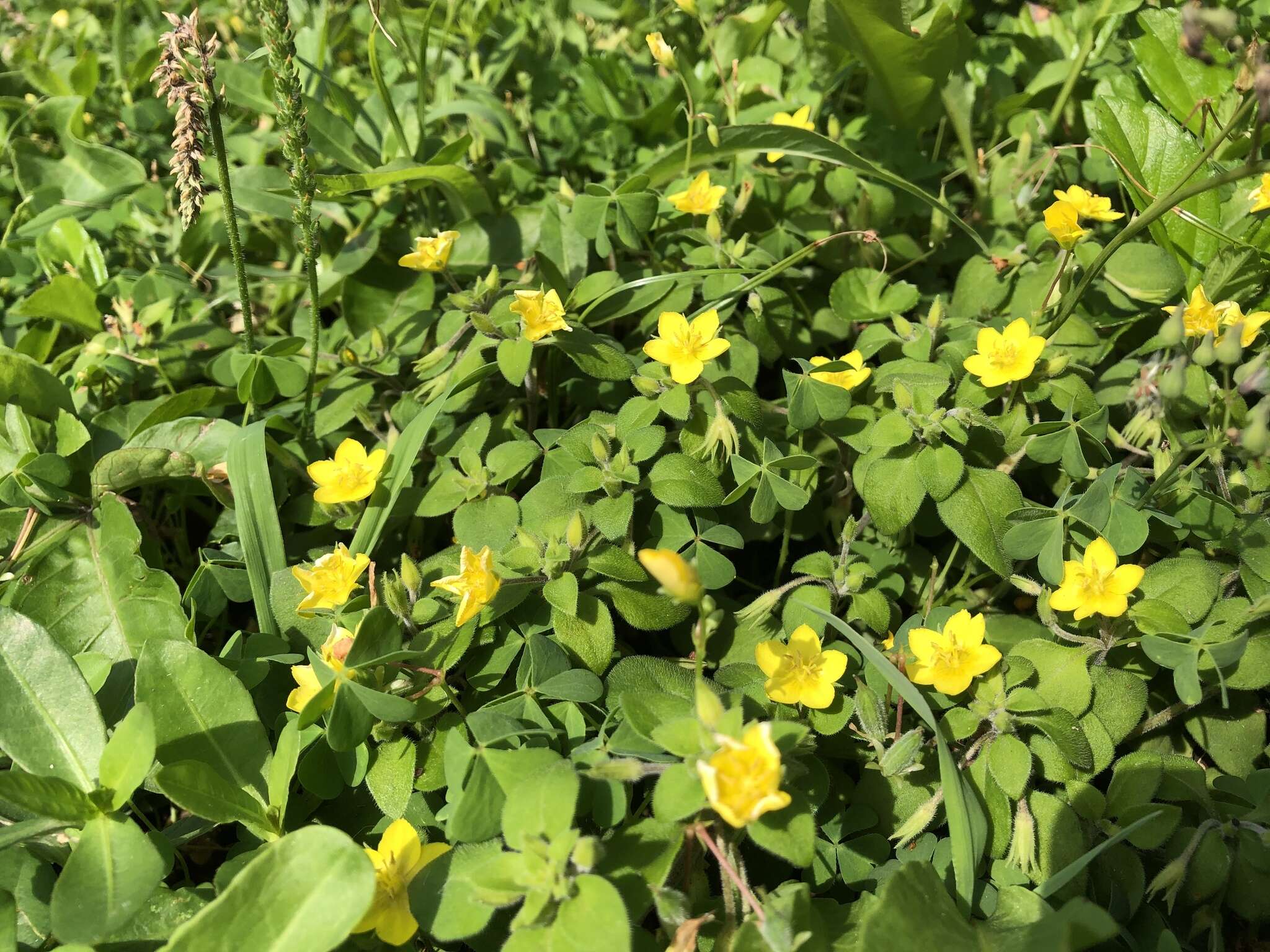 Plancia ëd Lysimachia remota Petitm.