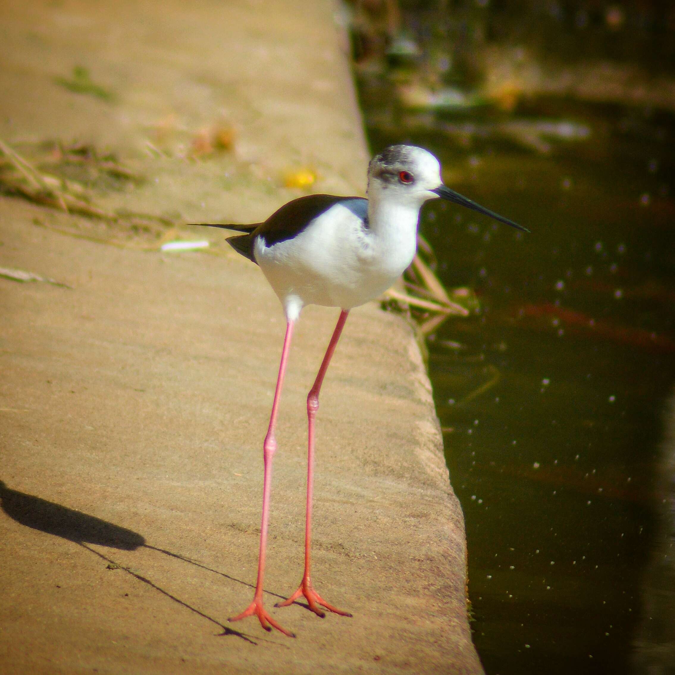 Image of Black-winged Stilt