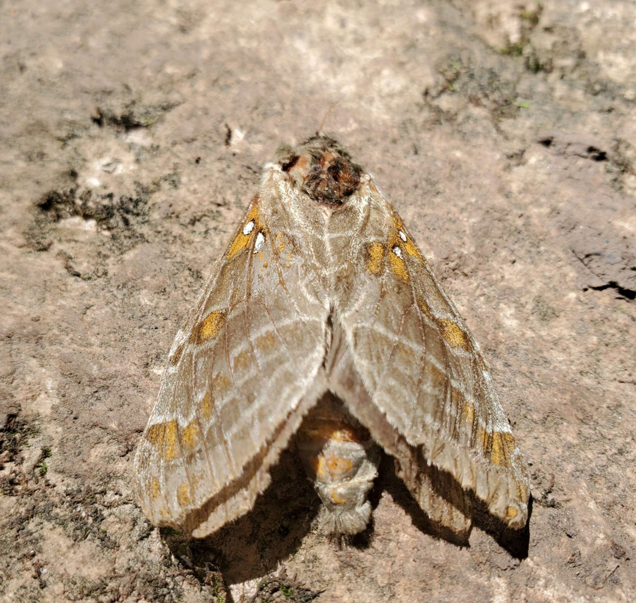 Image of Silver-spotted Ghost Moth