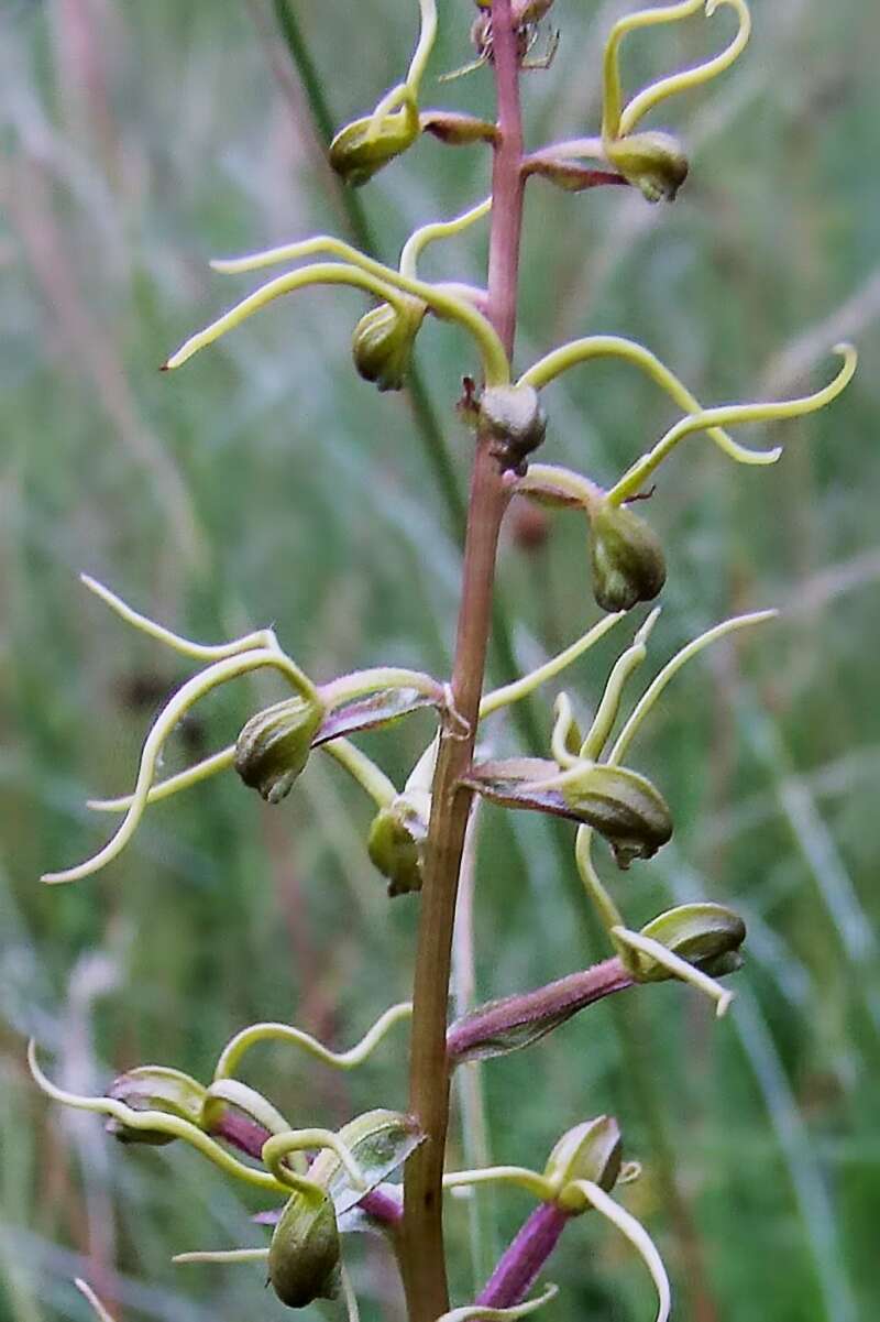 Image of Satyrium