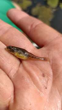 Image of Italian spring goby