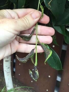 Image of Cuban Laurel Thrips