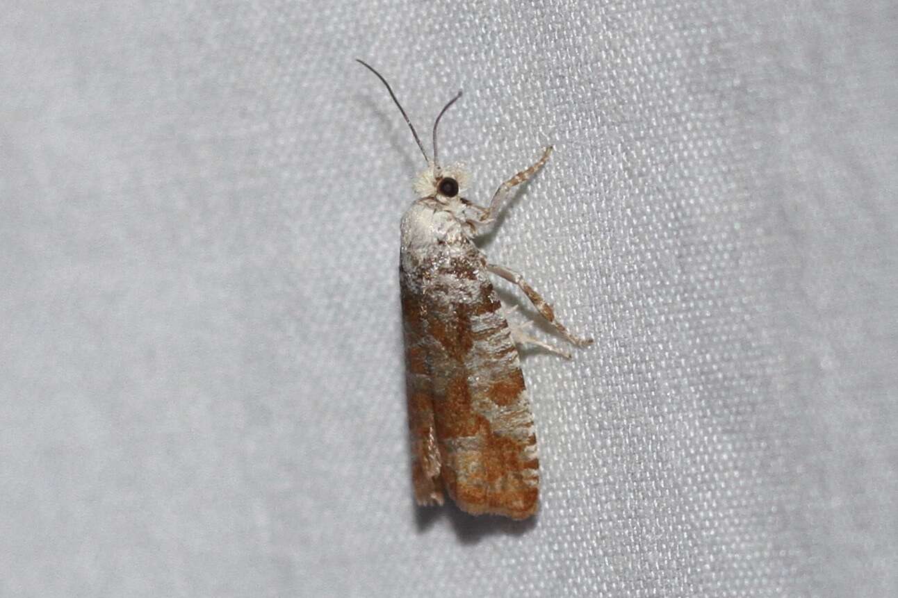 Image of Pitch Twig Moth