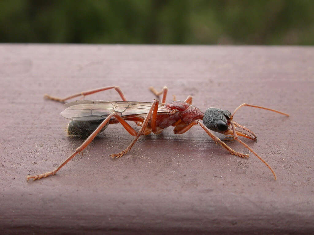 Image of Myrmecia nigriceps Mayr 1862