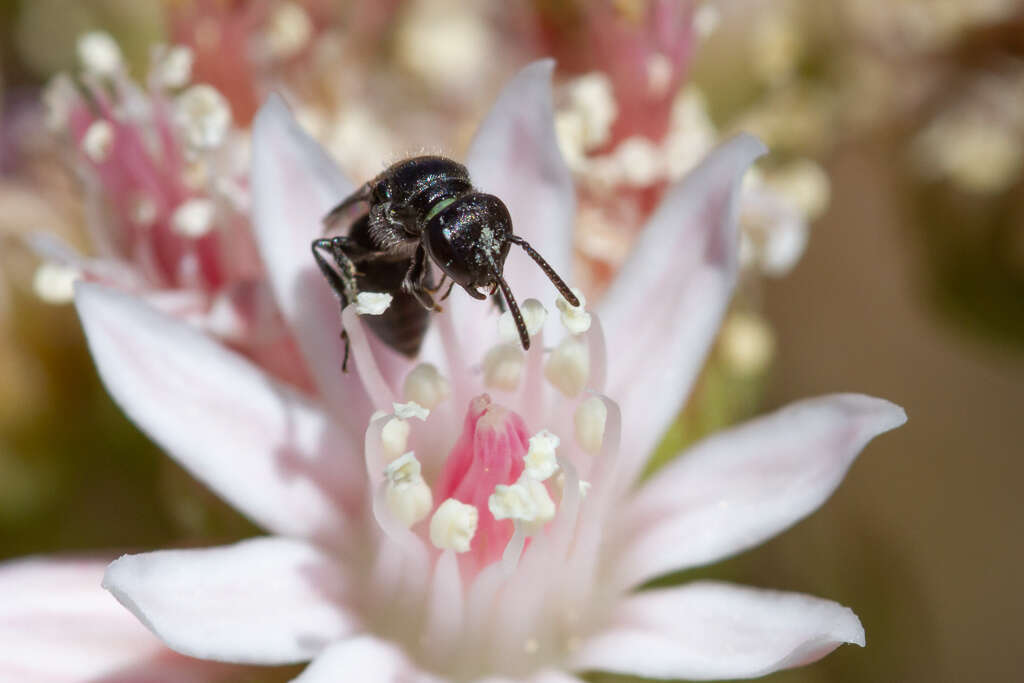 Image of <i>Hylaeus ater</i> (Saunders 1903)