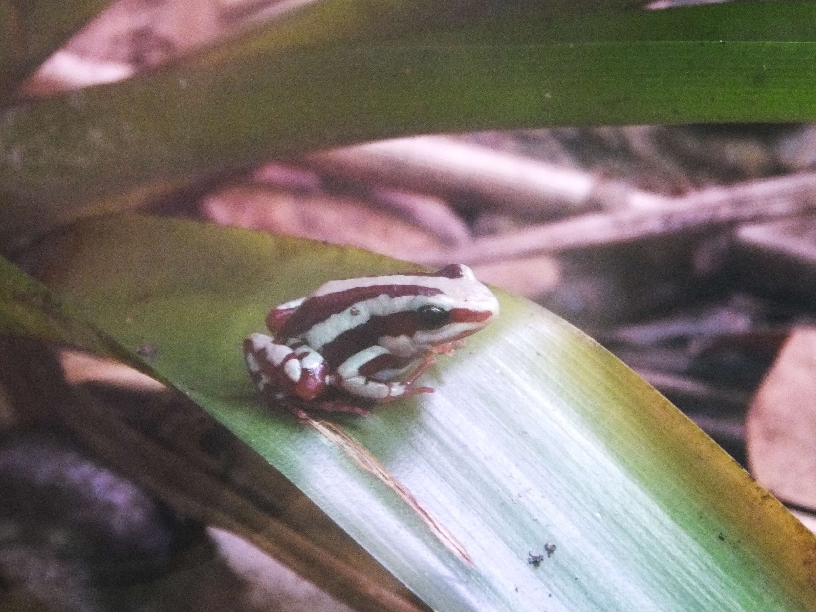 Plancia ëd Epipedobates tricolor (Boulenger 1899)