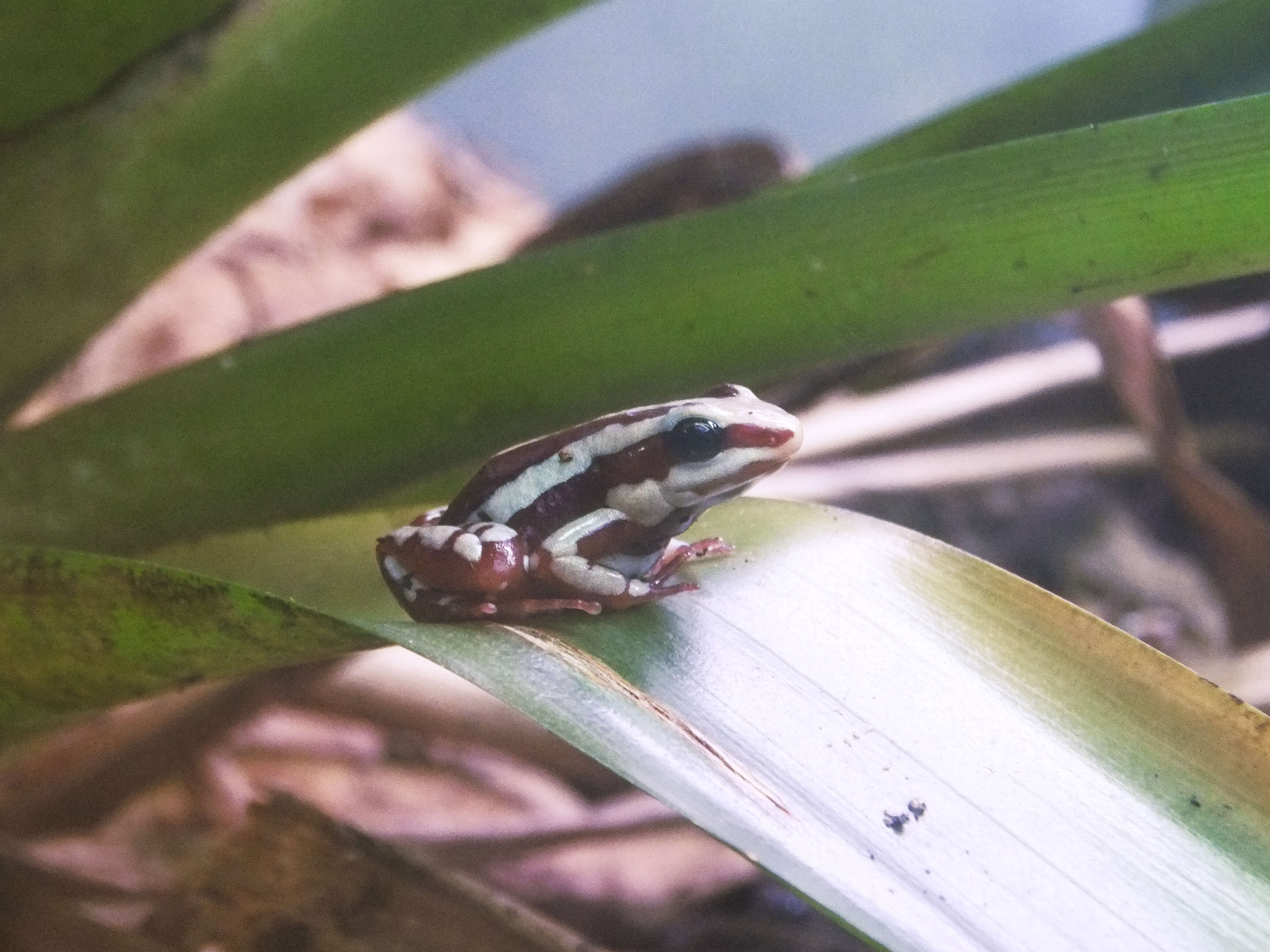 Plancia ëd Epipedobates tricolor (Boulenger 1899)