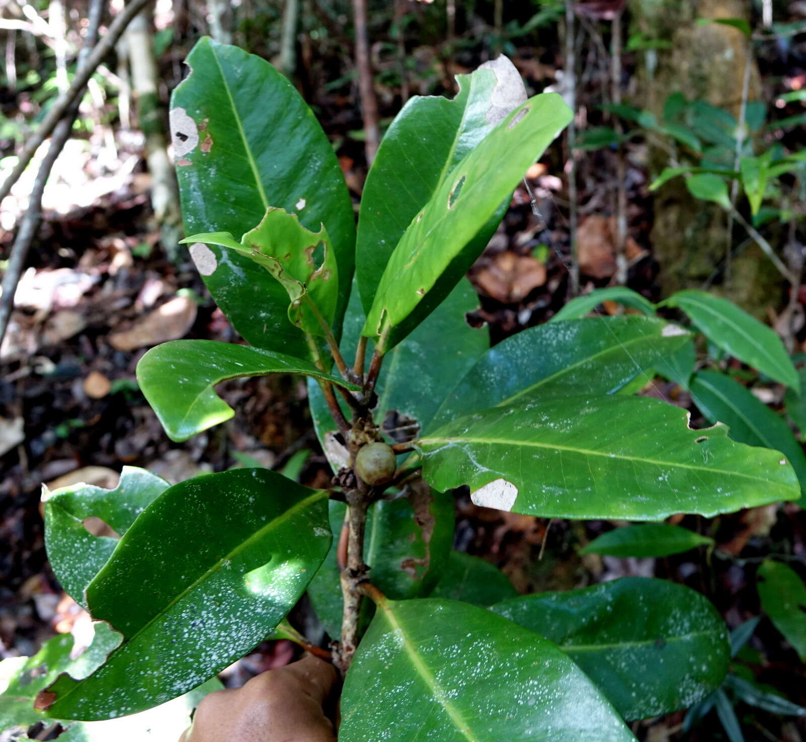 Image of Coffea richardii J.-F. Leroy