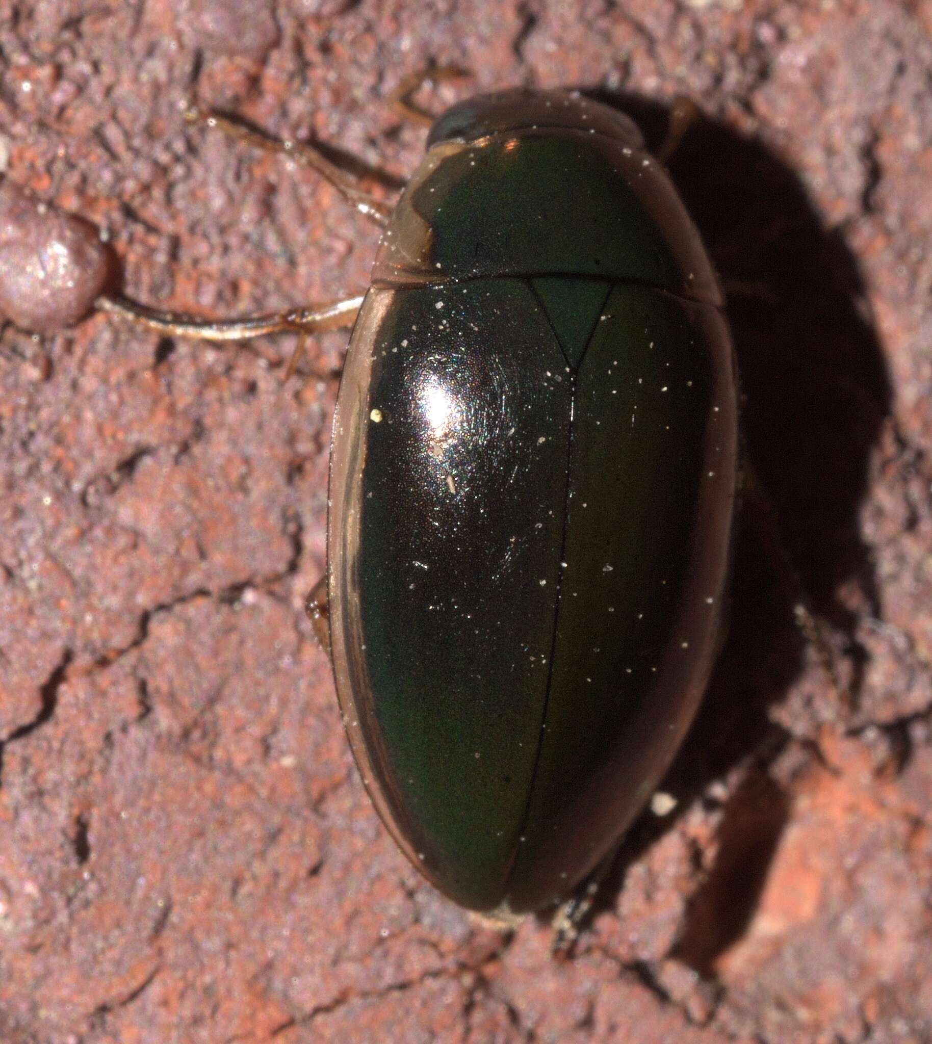 Image of Tropisternus (Tropisternus) lateralis nimbatus (Say 1823)