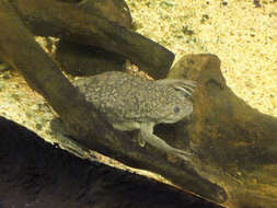 Image of African clawed frog