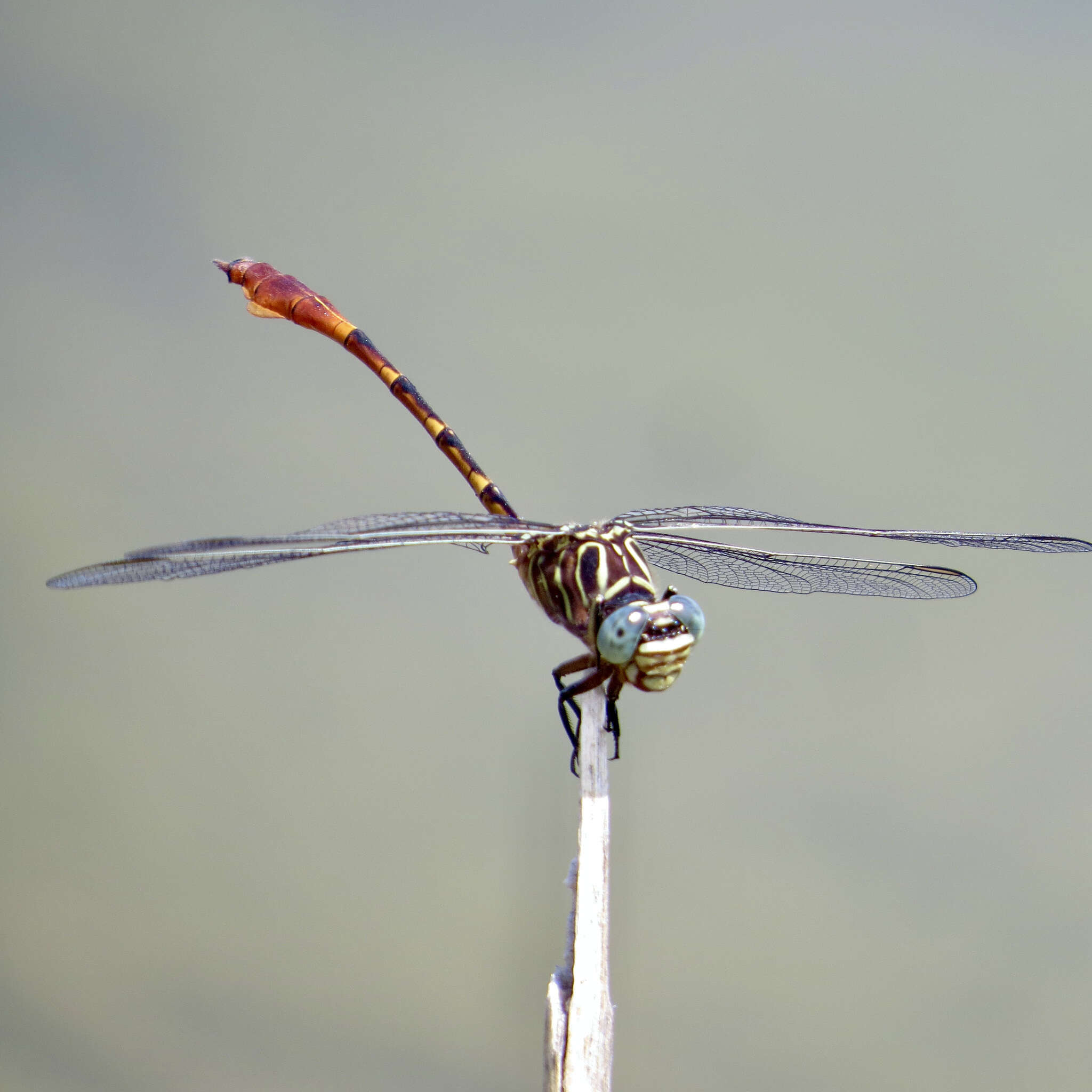 Image of Narrow-striped Forceptail