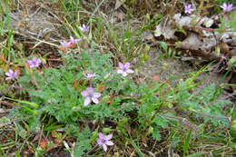 Image of Common Stork's-bill