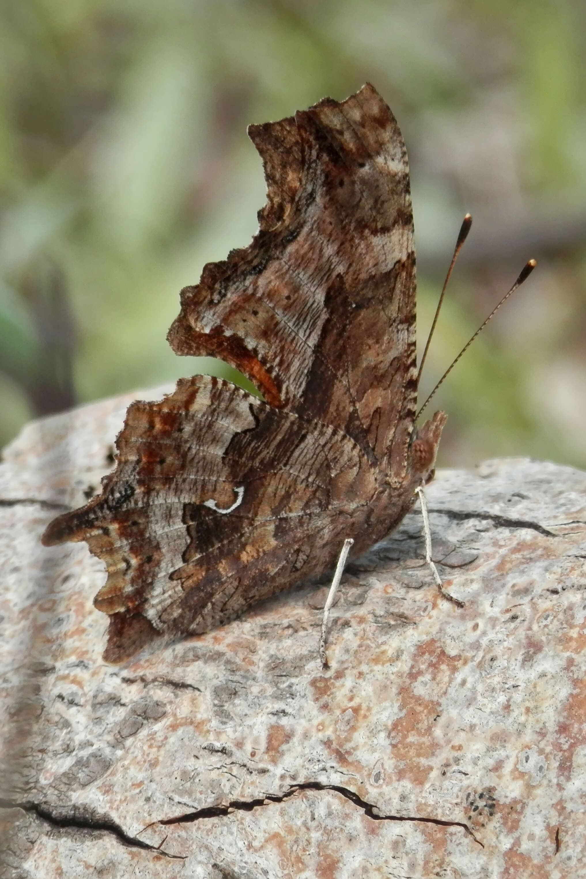 Image of Eastern Comma