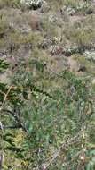 Image of Gray-hooded Parakeet